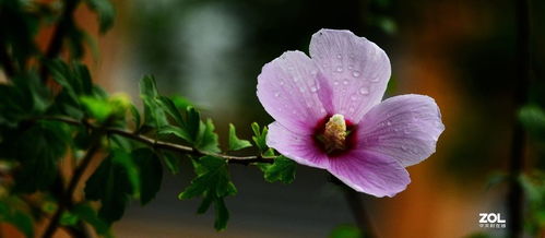 花卉系列 自然美的詩篇