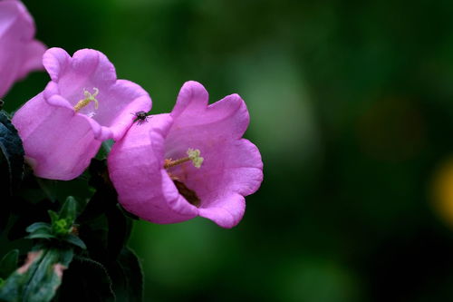繽紛花卉 色彩與生命的交響曲