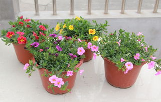 彩色牽?；ㄅ柙?易種花卉大苗，帶花爆盆的蔬菜園藝新寵