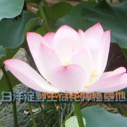 河北荷花苗優(yōu)惠出售——品質(zhì)優(yōu)良，價(jià)格親民