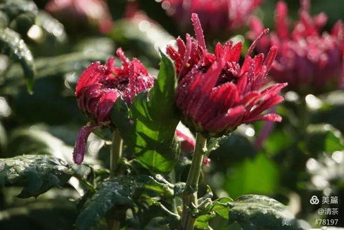 王城秋色，菊韻悠長 花卉攝影中的光影詩篇